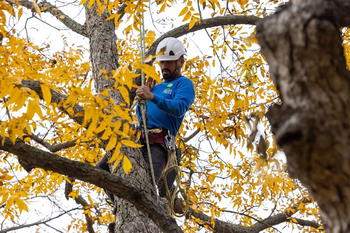 Skilled Tree Planing crew working in Moscow