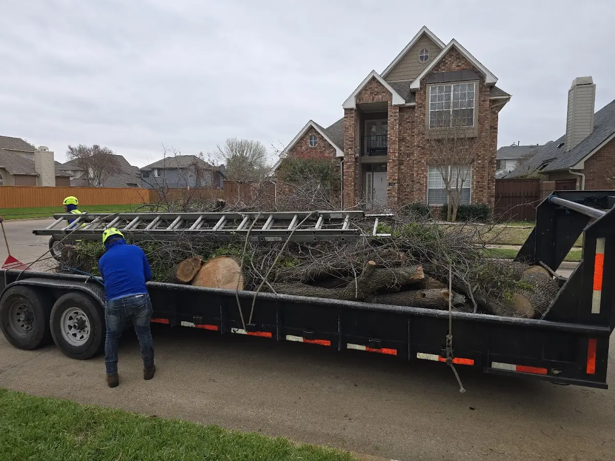 Expert Tree Removal with proper safety equipment in Moscow